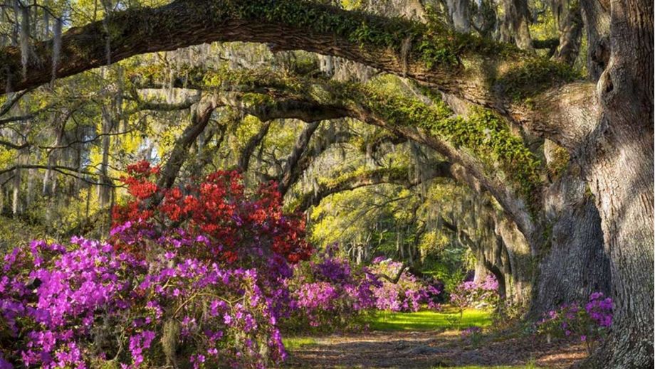 plantationguidemagnolia-5d4b3dc2 Top Five Wedding Venues in Charleston