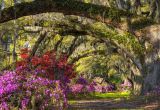 plantationguidemagnolia-504cdc7f All You Need to Know for Charleston Skinful 2019